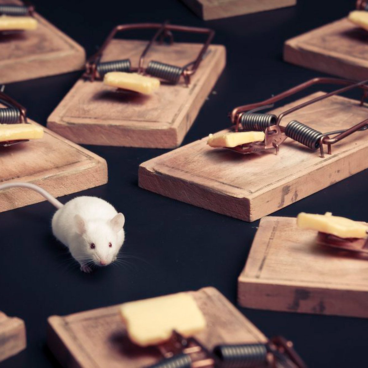 A white mouse navigates among several wooden mouse traps, each baited with cheese, set against a dark background.