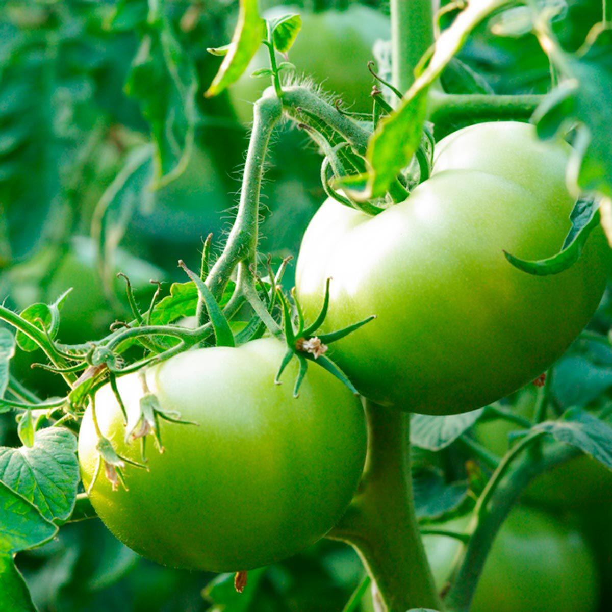 Green tomatoes hang on vines, surrounded by lush green leaves in a garden setting, indicating a healthy growth environment for the plants.