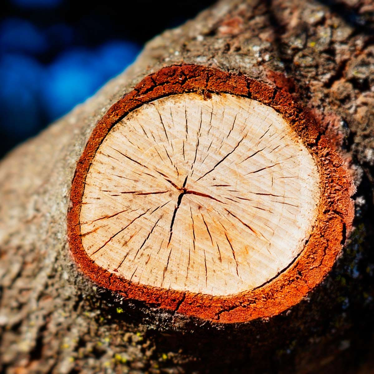 A cross-section of a tree trunk reveals concentric rings, with a rough, reddish-brown bark edge, set against a blurred natural background.