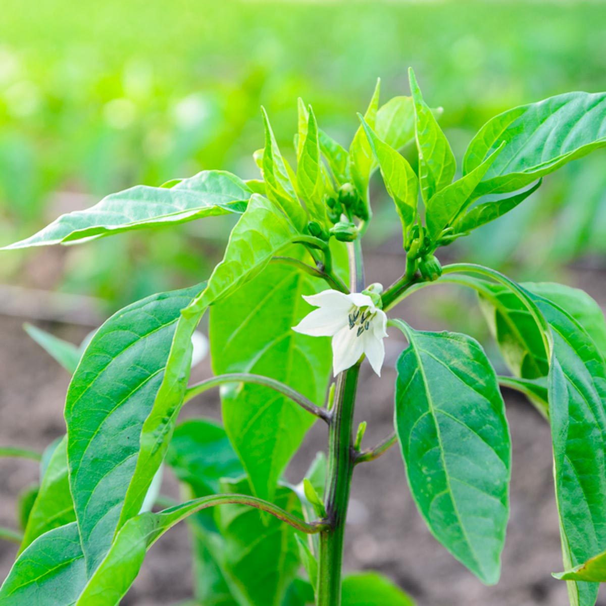 A green plant with broad leaves bears a white flower, thriving in a bright, blurred garden environment with soft sunlight filtering through.