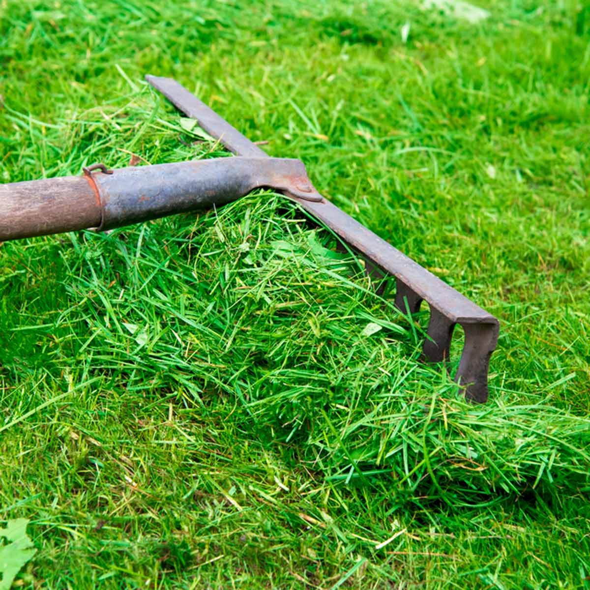 A metal rake rests on a pile of freshly cut grass, with vibrant green grass covering the ground in the surrounding area.