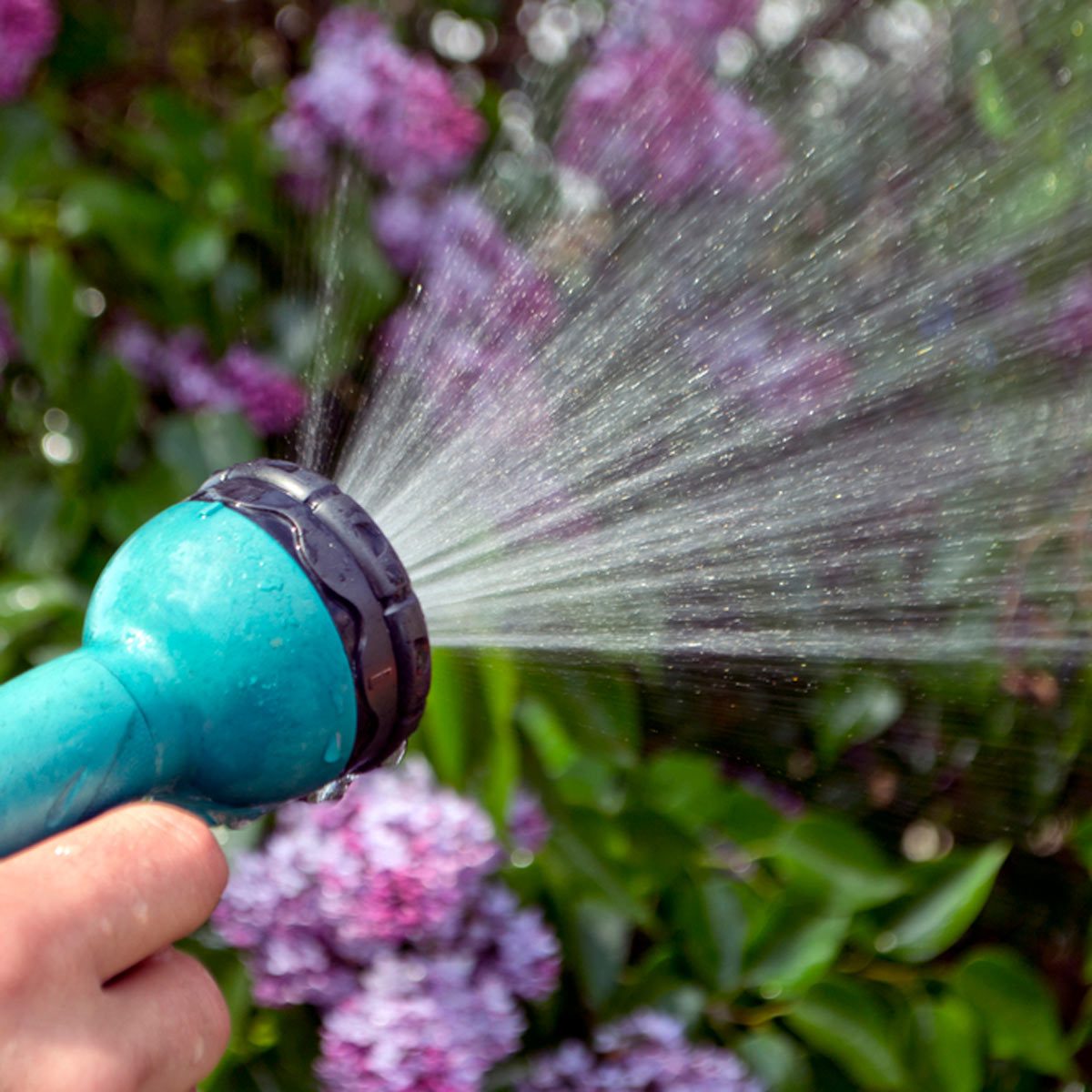 A turquoise garden hose spray nozzle releases a fine mist of water, while surrounded by blooming purple lilacs and green foliage.