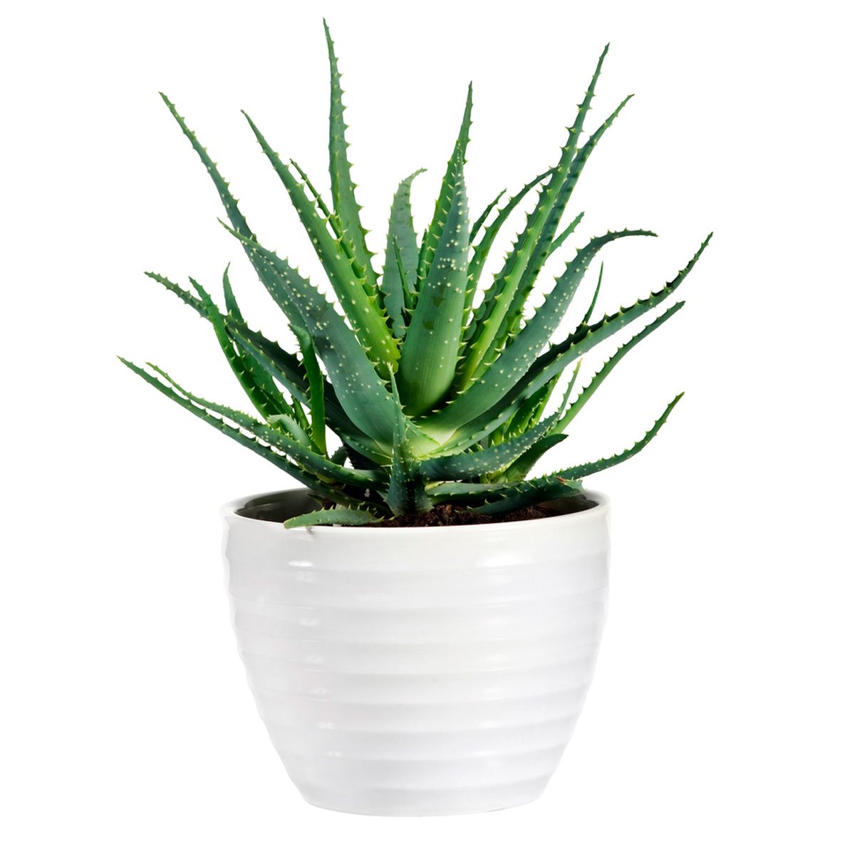 Aloe