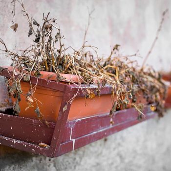 A brown planter holds dead, dried plants, resting against a weathered wall, suggesting neglect and lack of care in an outdoor setting.
