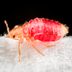 Where Do Bed Bugs Come From?