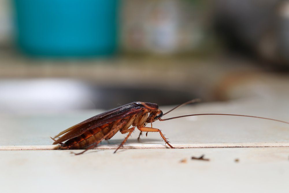 4 Best Cockroach Traps: Including Sticky Glue, Electronic, and Natural Options