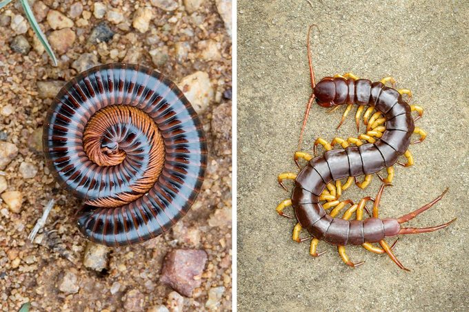 Millipedes Vs Centipedes
