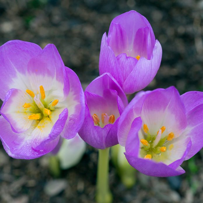 Crocus