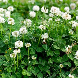 Clusters of white clover flowers grow among lush green clover leaves in a vibrant, sunny outdoor setting, indicating a thriving natural environment.