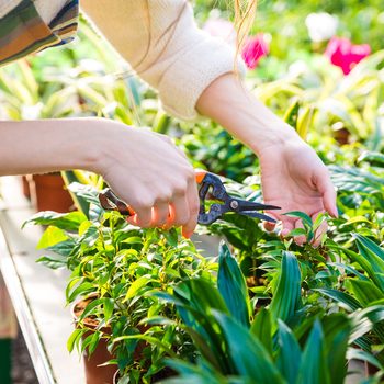 A person uses pruning scissors to cut green plant leaves while surrounded by vibrant foliage in a bright, sunny greenhouse.