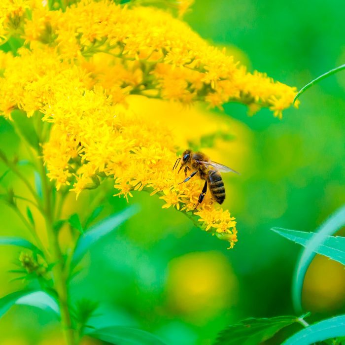 A bee gathers nectar from bright yellow flowers, surrounded by lush greenery and soft, blurred sunlight, creating a vibrant natural scene.