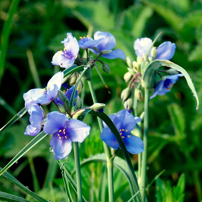 Clusters of delicate blue flowers bloom among green foliage, showcasing vibrant petals and yellow-tipped stamens in a sunny outdoor setting.