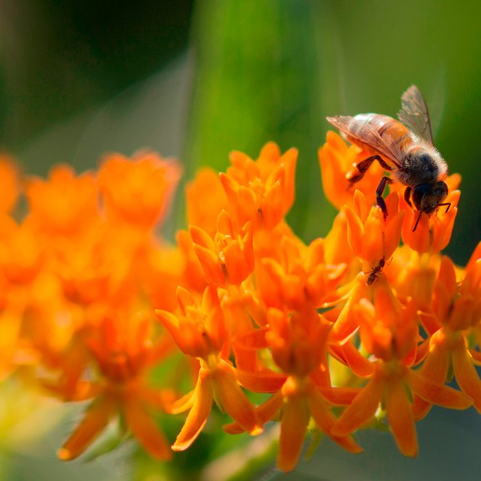 A bee gathers nectar from vibrant orange flowers, while a small ant moves nearby among the blossoms, set against a blurred green background.