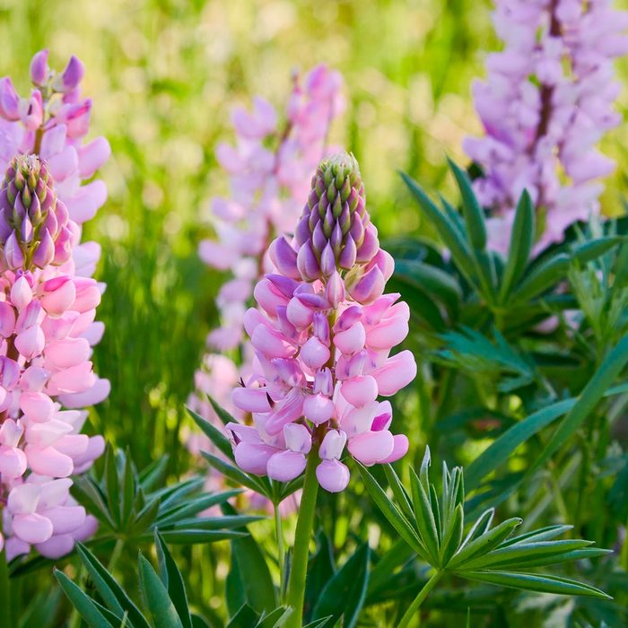 Tall pink lupine flowers stand amidst lush green foliage, their blossoms arranged in clusters, basking in natural light on a sunny day.
