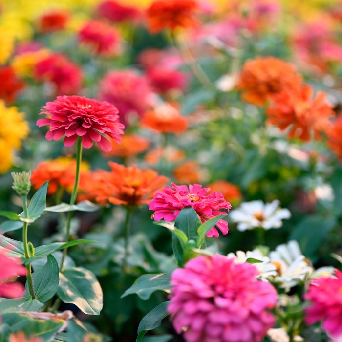 Colorful flowers bloom in a garden, showcasing vibrant shades of pink, orange, and yellow, surrounded by lush green leaves under natural light.
