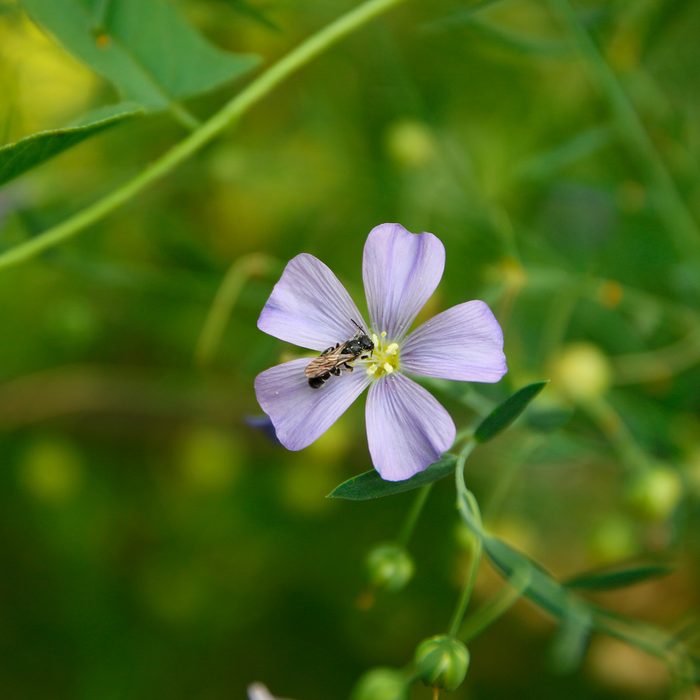 A bee rests on a delicate purple flower, gathering nectar amidst a lush green background filled with blurred foliage and small buds.