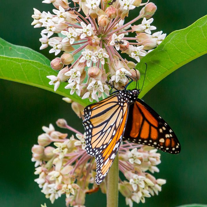 A monarch butterfly rests on a cluster of small white flowers, drawing nectar in a lush, green environment. Ants are visible on the flowers.