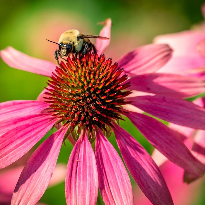 A bumblebee rests on a vibrant pink flower, extracting nectar in a lush, green environment filled with sunlight.