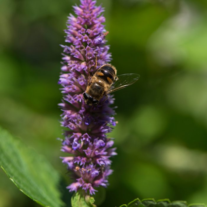 A bee collects nectar from a tall purple flower, surrounded by a soft green background, indicating a sunny, natural environment.