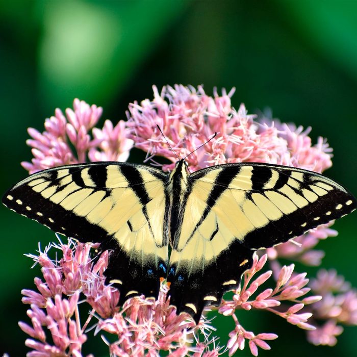 A butterfly with black and yellow wings rests on pink flowers, surrounded by a blurred green background, emphasizing the vibrant colors of nature.