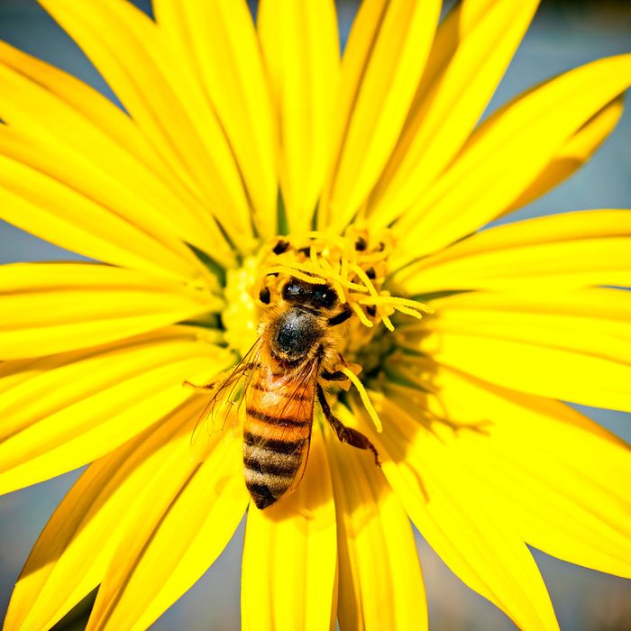 A bee gathers pollen from the center of a bright yellow flower, surrounded by long petals that radiate outward against a blurred blue background.