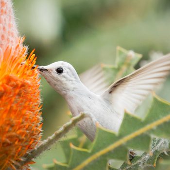 A white bird hovers near a bright orange flower, probing it with its beak amidst green foliage in a blurred natural setting.