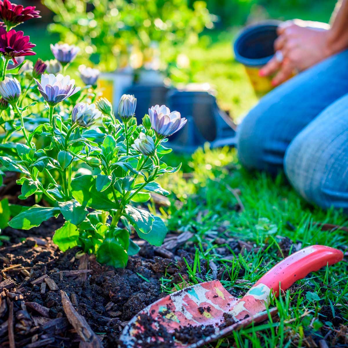 flower bed mulch