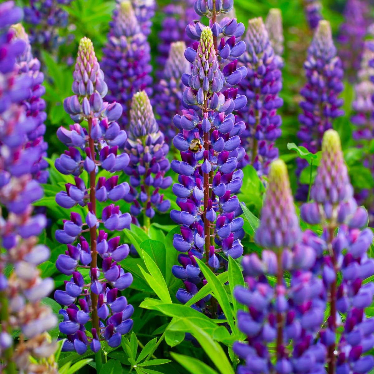 lupines