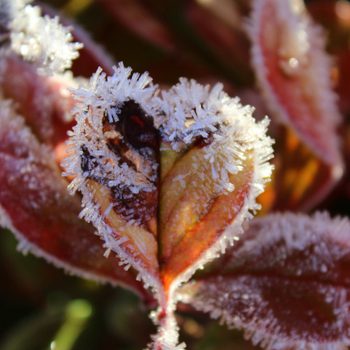 A frosty leaf with crystalline ice formations is partially closed, surrounded by vibrant red and green foliage in a bright outdoor setting.