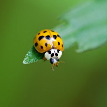 A yellow ladybug with black spots perches on a green leaf, observing its surroundings against a soft, blurred green background.