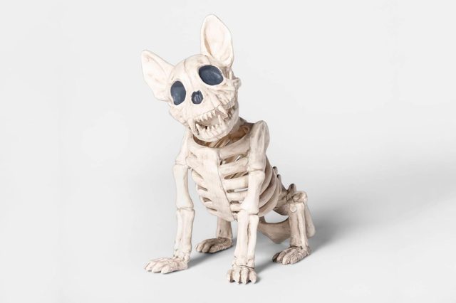 A skeleton of a dog in a crawling position sits on a plain white background, showcasing detailed bone structure and exaggerated facial features.