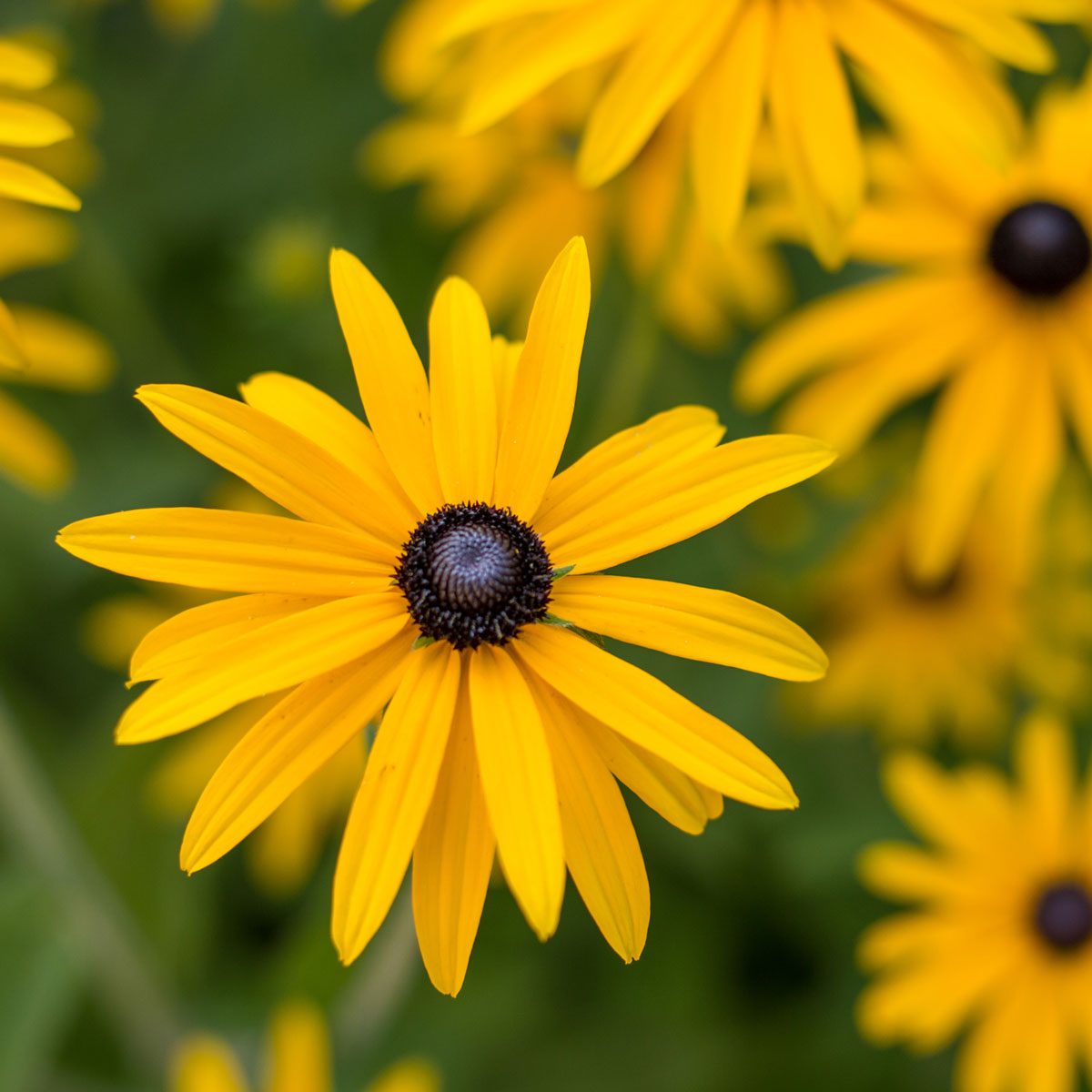 Black-Eyed Susan