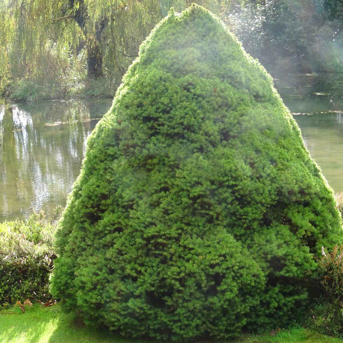 Dwarf Alberta Spruce