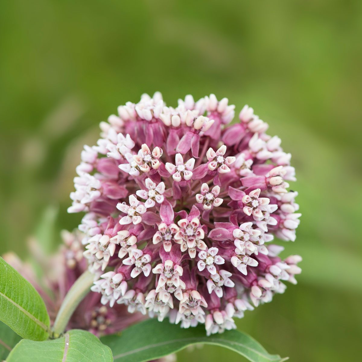 Milkweed