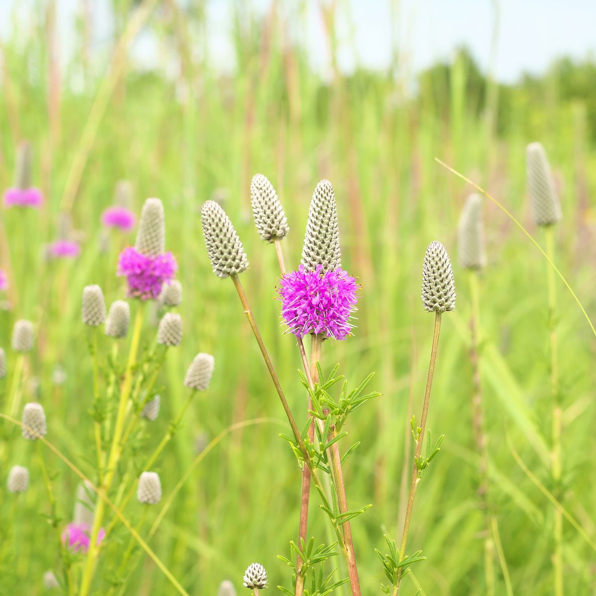 Purple Prairie Clover
