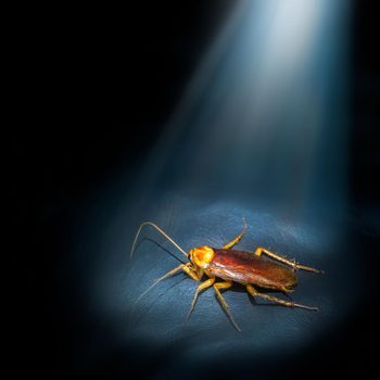 A cockroach crawls on a dark surface, illuminated by a beam of light, creating a stark contrast with its surroundings.