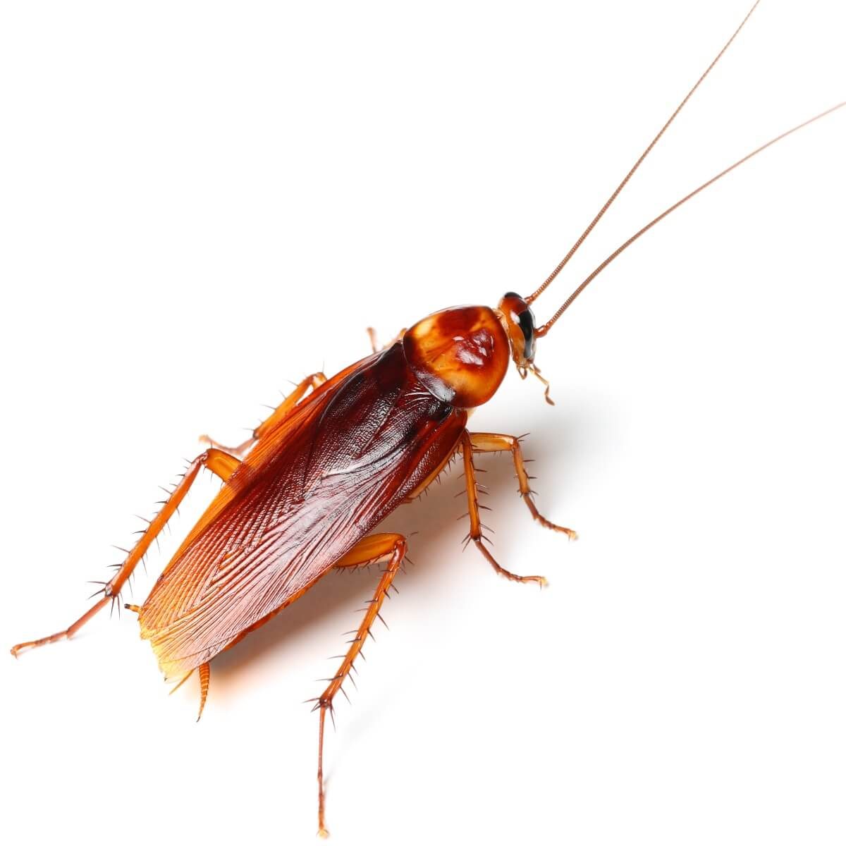 cockroach