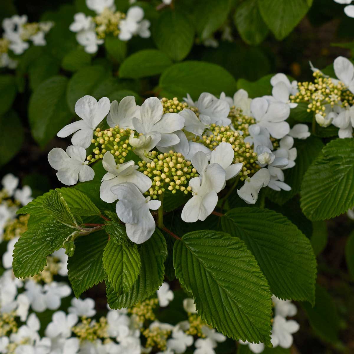Arrowwood Viburnum