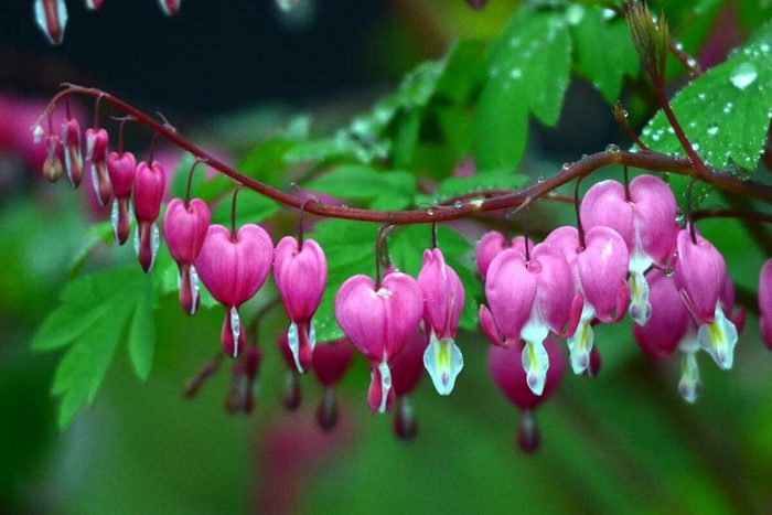 Clusters of pink, heart-shaped flowers hang gracefully from slender stems, surrounded by vibrant green leaves, reflecting a serene, natural setting.
