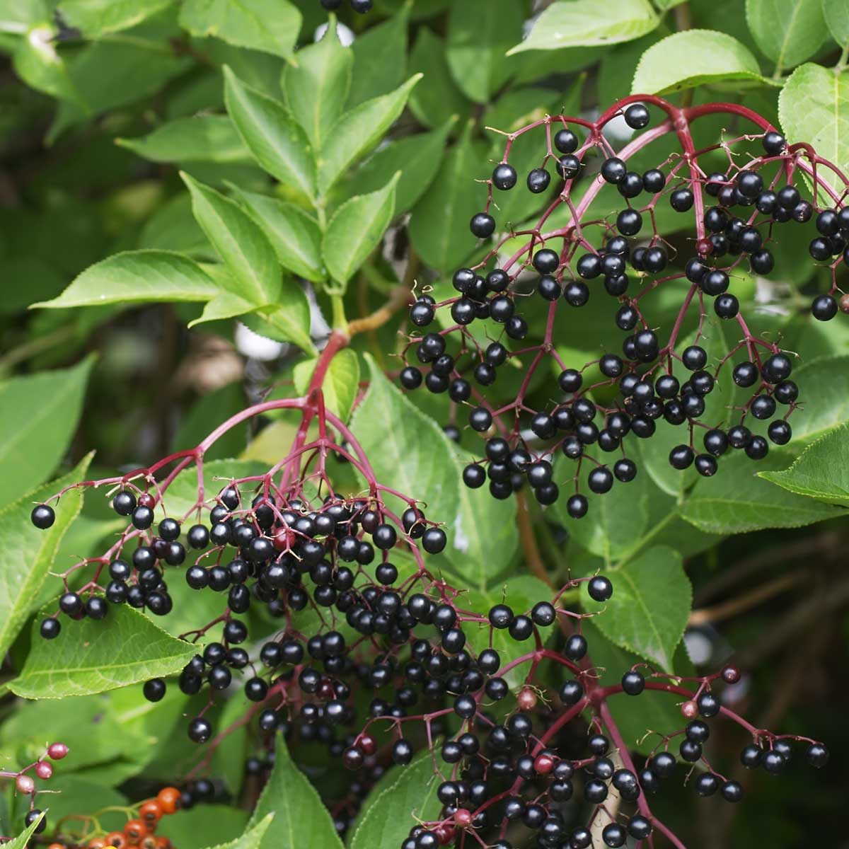 Elderberry