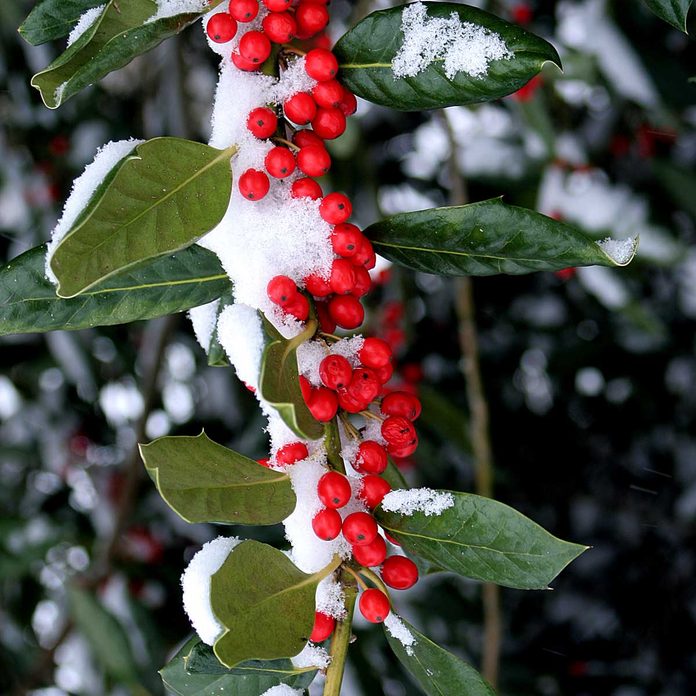 Winterberry