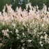15 Hardy Shrubs to Spruce Up Your Yard