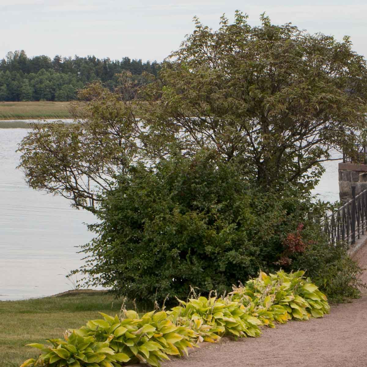 A dense cluster of green foliage borders a sandy pathway beside a calm river, with a distant tree line visible under a cloudy sky.