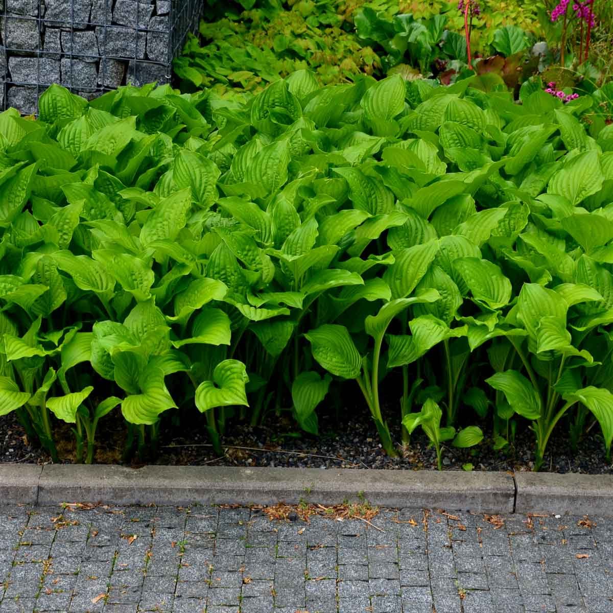 Lush green hosta plants grow densely along a stone pathway, thriving in a natural garden setting with some distant colorful flowers in the background.