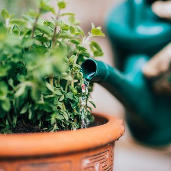 A green watering can pours water onto a potted herb plant, enriching the soil while surrounded by blurred garden elements.