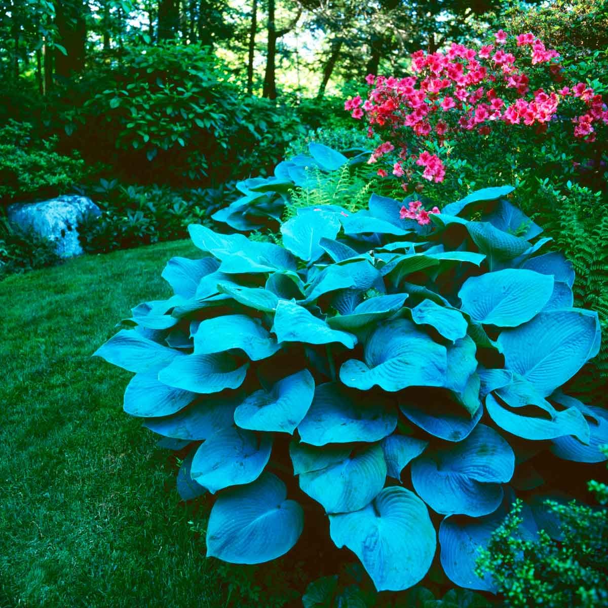 Large blue-green hosta leaves spread across a lush garden, complemented by vibrant pink flowers in the background, surrounded by dense greenery.