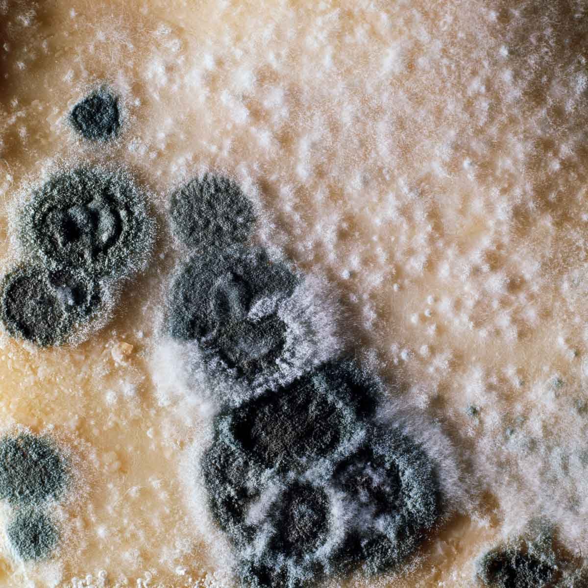 Everything You Should Know About Penicillium Mold