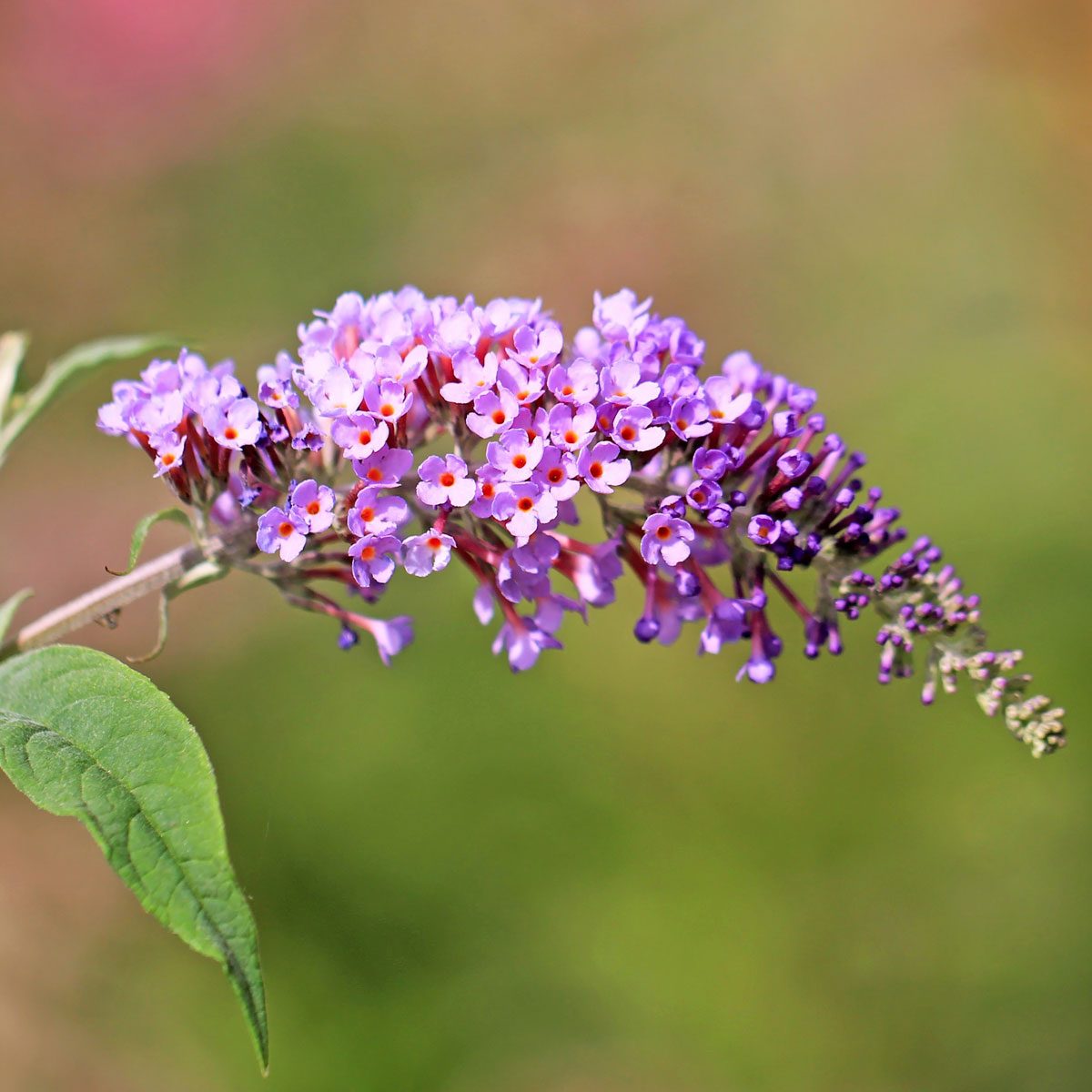 Butterfly bush