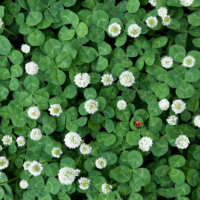 a small patch of clover leaves and blossoms