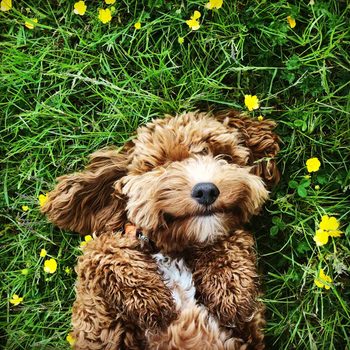 A fluffy dog lies on its back, happily relaxing in green grass adorned with small yellow flowers.